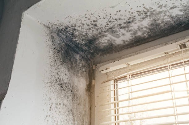 Trusted Attic Mold Removal service in Helmetta, NJ - Cheap Mold Removal